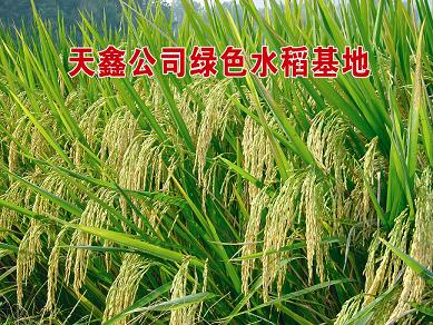 绿色水稻基地
